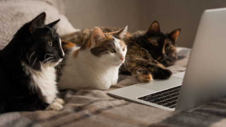 dunyanin-en-kucuk-kedi-videosu-sadece-atomlardan-olusuyor-blpKZOe4.jpg